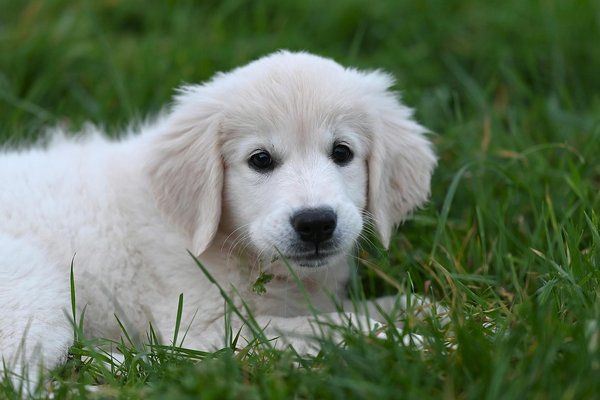 Mastering Wildlife Encounters: A Guide to Safely Training Your Cockapoo in UK Parks