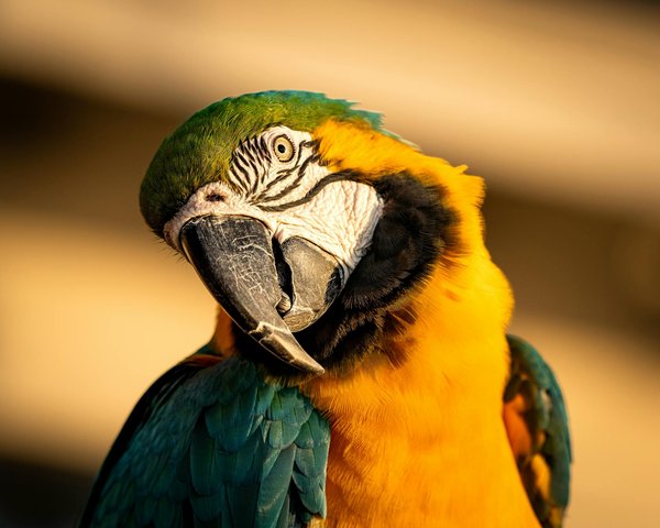 Effective beagle training strategies: stop counter surfing and satisfy your pup's food cravings